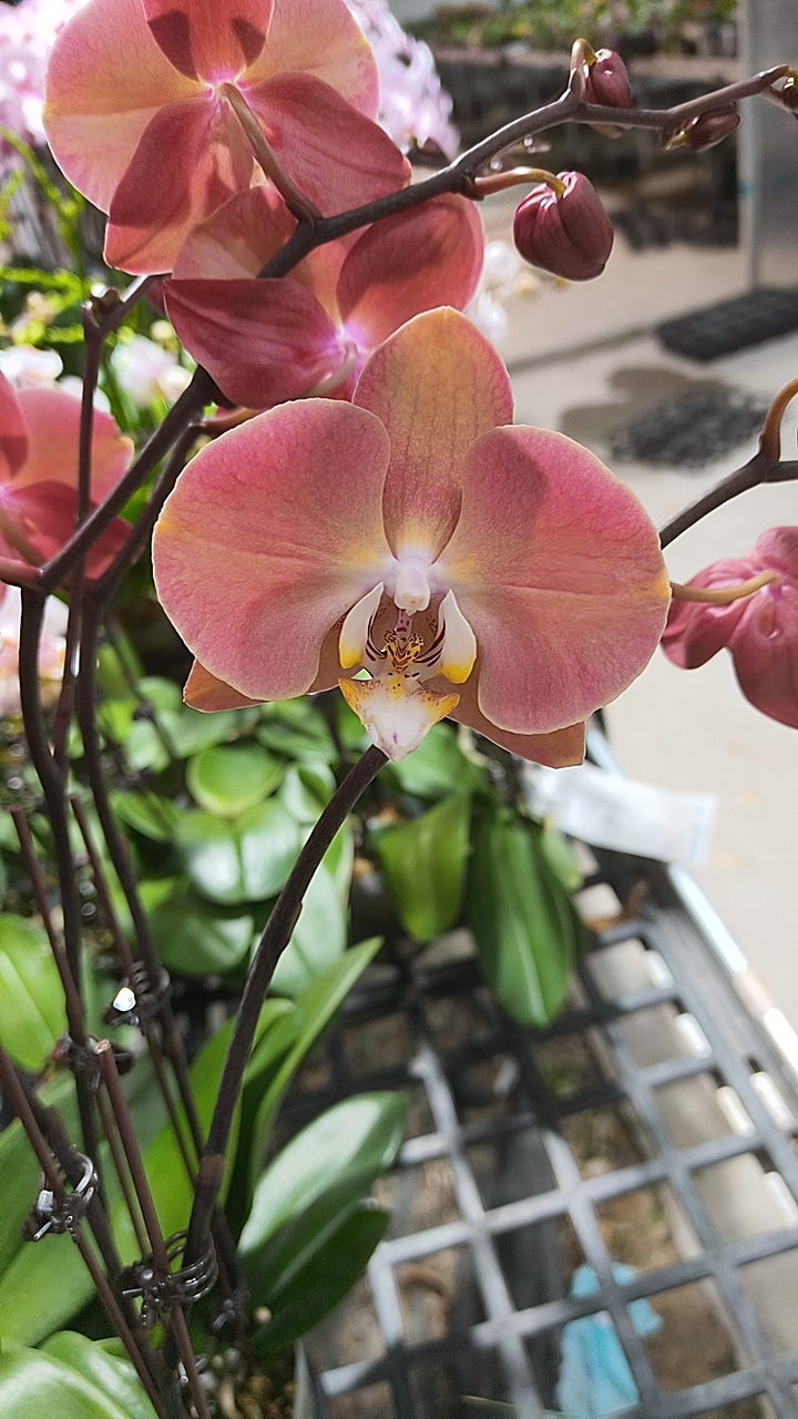 湾湾复古色：三文鱼2.8寸 开花或者花苞