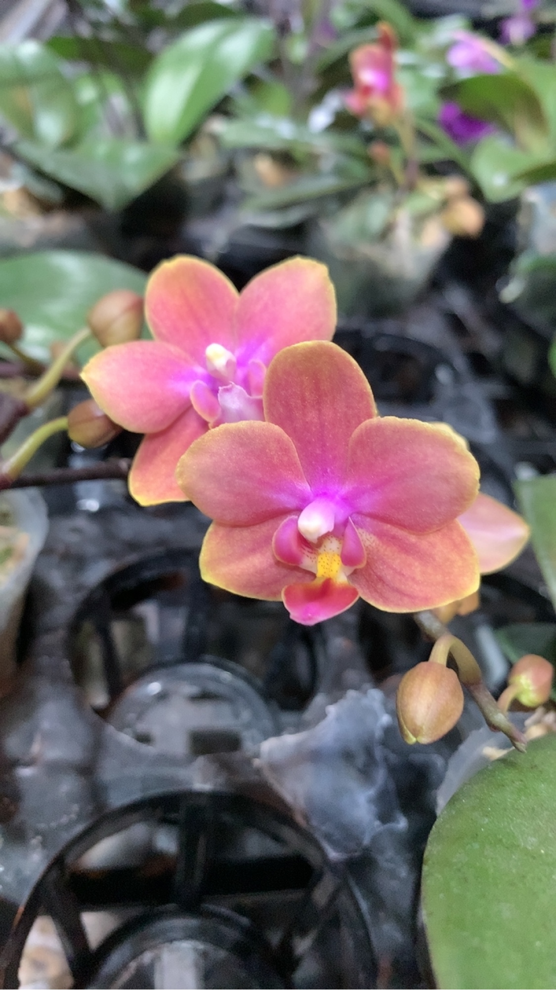 浓香：魔法城堡双剑3寸杯花苞珠