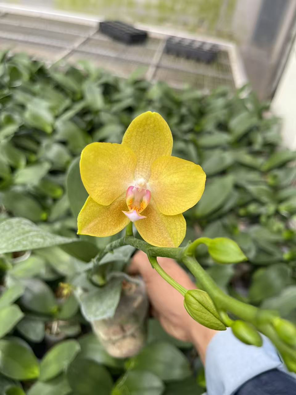 香味蜡制：黄香妃2.8寸杯花包,鲜花速递/花卉仿真/绿植园艺,国兰/杂交兰/洋兰类,淘宝优惠券,粉丝福利购,淘宝优惠卷