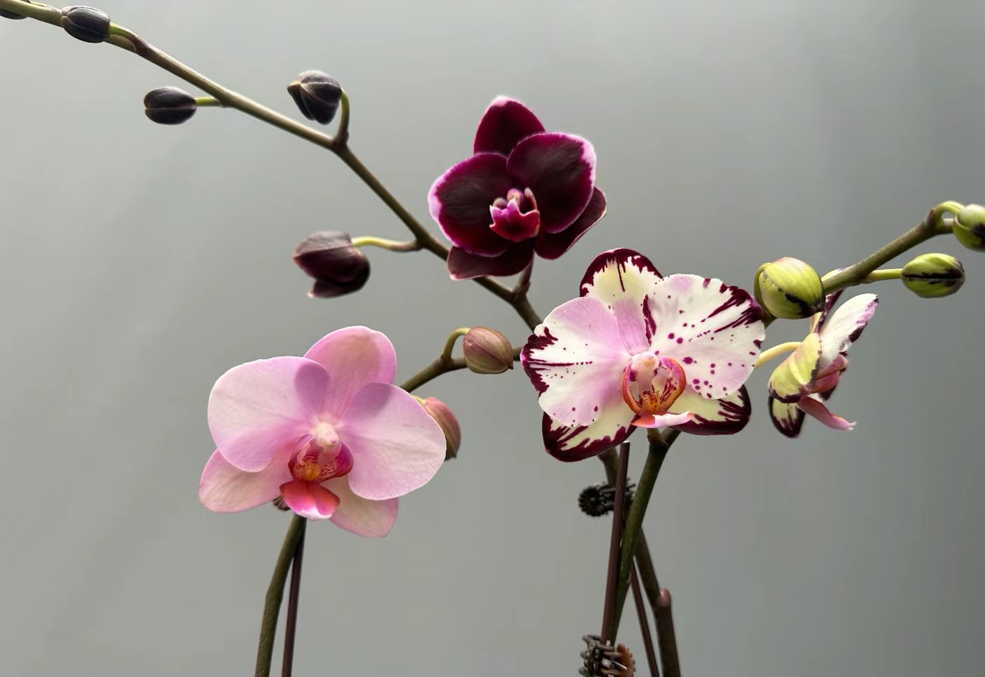 网红品种：3.0寸杯哈根达斯抽梗苗（三种花色以开花为准）蝴蝶兰