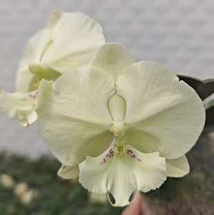 幻境3.0寸杯苗苗~刚换杯根少