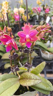 香味小花3391苗3.5寸开花或花苞