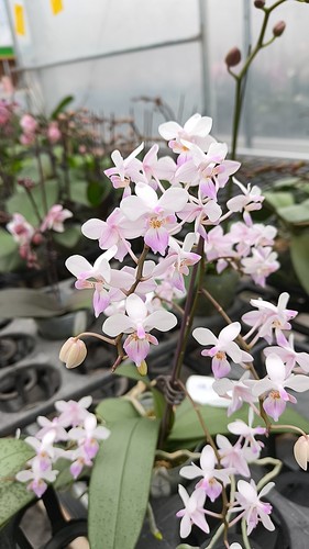 新品：樱花雨分生2.8寸单剑开花或花苞