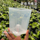RBP呼吸盆蝴蝶兰专用花盆PP透明塑料洋兰控根排水透气多肉通用盆
