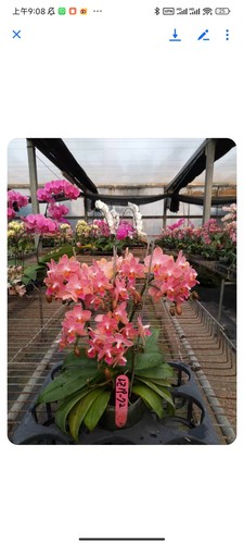 香味小花：1972 湾苗 3.5 寸苗（刚升杯根系较少）