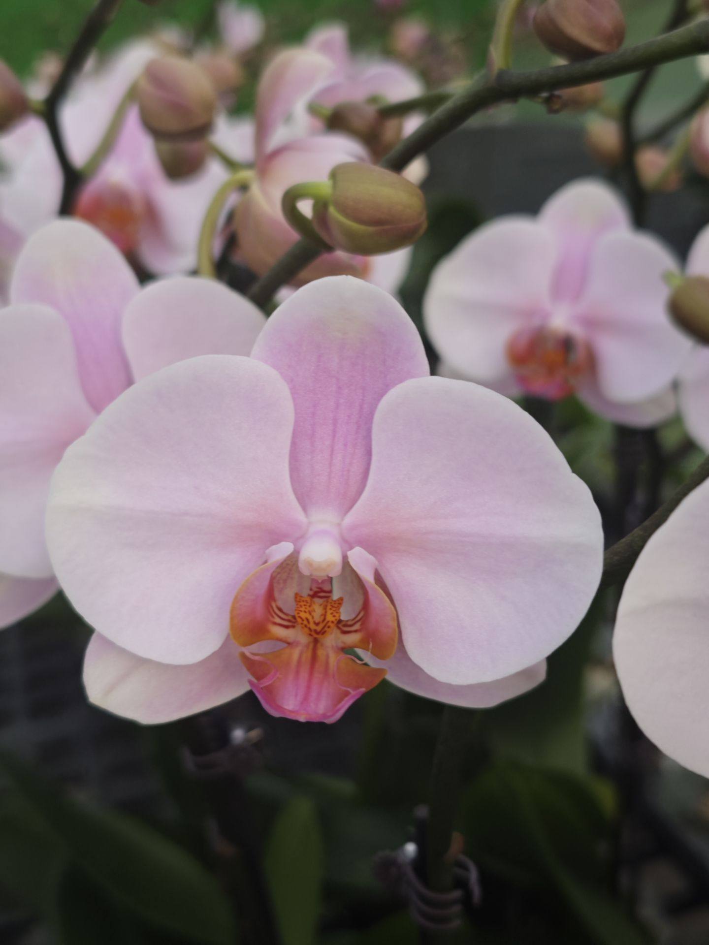 福利新品：晚风3.0寸杯开花或者花苞,鲜花速递/花卉仿真/绿植园艺,国兰/杂交兰/洋兰类,淘宝优惠券,粉丝福利购,淘宝优惠卷