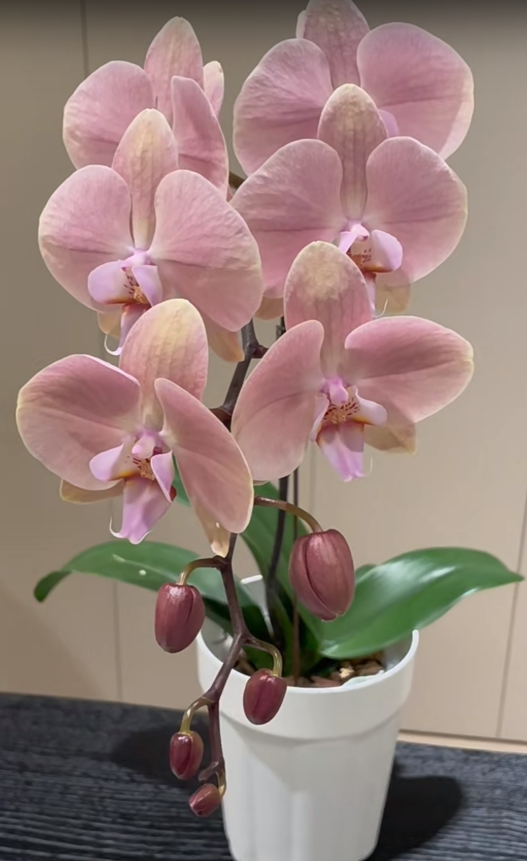 稀有品种：罗马 3寸双抽梗苗