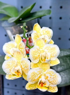 雅风黄金豹苗苗~刚升3.0寸杯