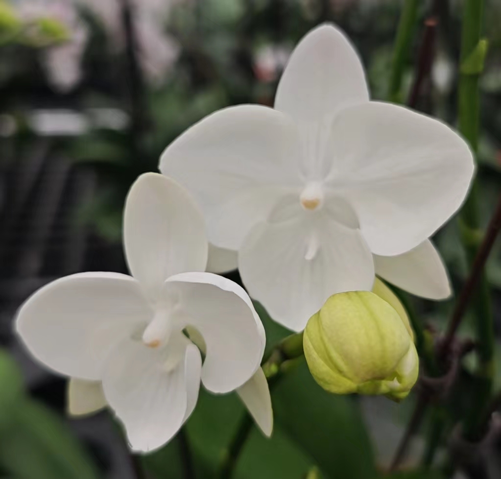 桌面款： 白天鹅双剑3.0小花包