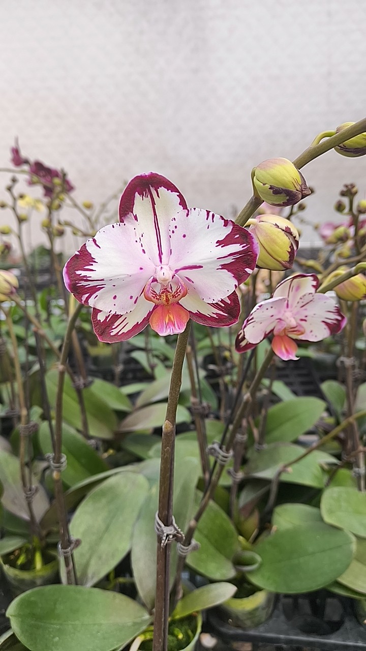 网红品种：3.0寸杯哈根达斯开花或花苞,鲜花速递/花卉仿真/绿植园艺,国兰/杂交兰/洋兰类,淘宝优惠券,粉丝福利购,淘宝优惠卷