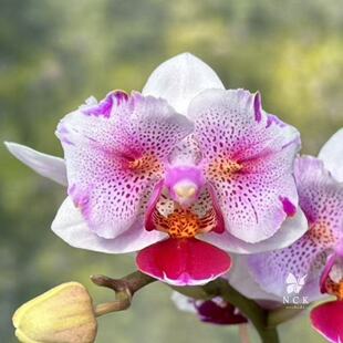 新品:晴雪2.8寸开花带苞（有反祖机率）