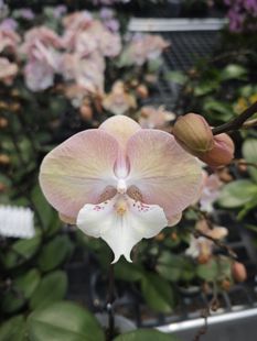 稀有品种:彩虹独角兽 3.5寸杯 双剑开花或者花苞~有瑕