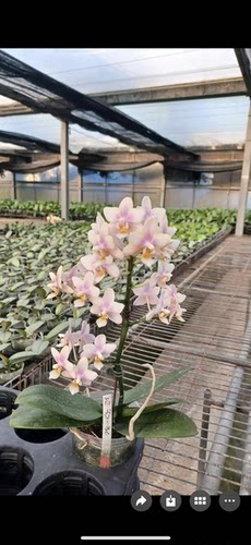 湾湾香味小香花3230（奶茶）3.0寸苗