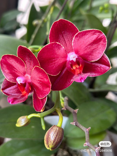 网红蜡质花：美杜莎3.0寸杯抽梗苗