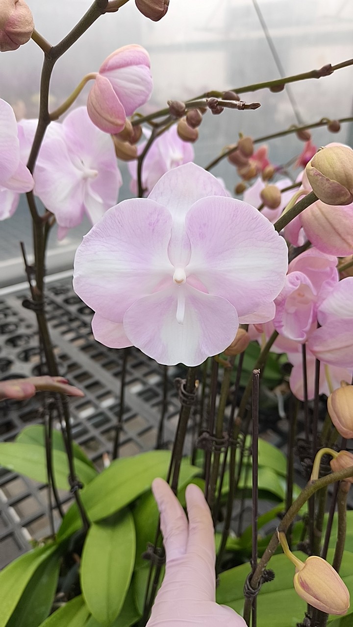 稀有品种:云朵3寸单剑开花带苞,鲜花速递/花卉仿真/绿植园艺,国兰/杂交兰/洋兰类,淘宝优惠券,粉丝福利购,淘宝优惠卷