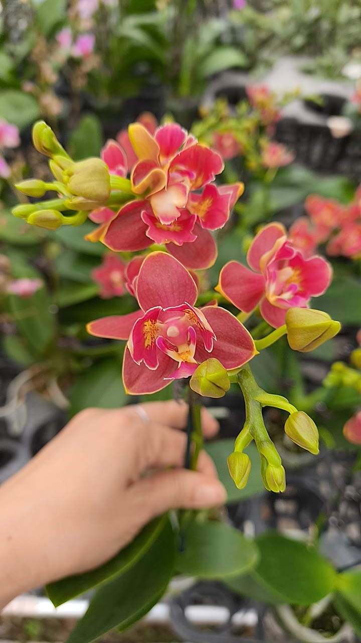 浓香:香水樱桃三角变异2.8双剑