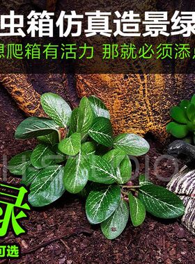 真绿植爬虫箱陆龟蜥蜴蛙守宫造景逼真假植物造景装饰 带底座