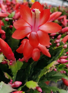 红色蟹爪兰加勒比带花苞大盆栽室内阳台多肉植物多年生花卉莱妮家