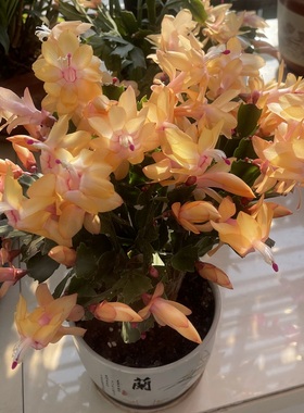 进口雷神蟹爪兰黄色索菲亚老桩阳台花卉室内多肉植物多年生莱妮家