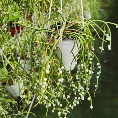 丝苇仙人掌多肉植物槲寄生粗枝