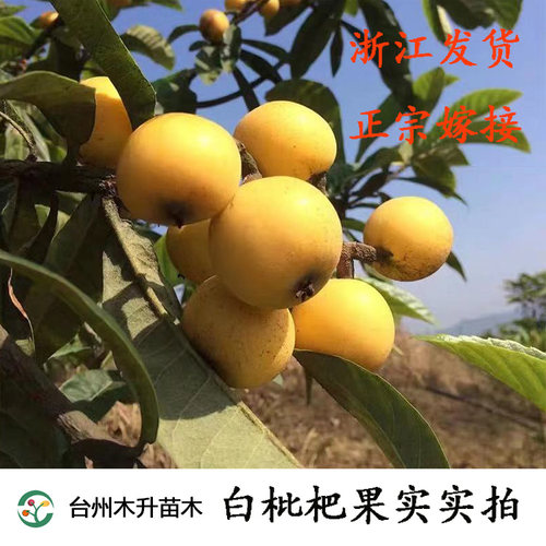 浙江盆栽地栽种植枇杷树苗