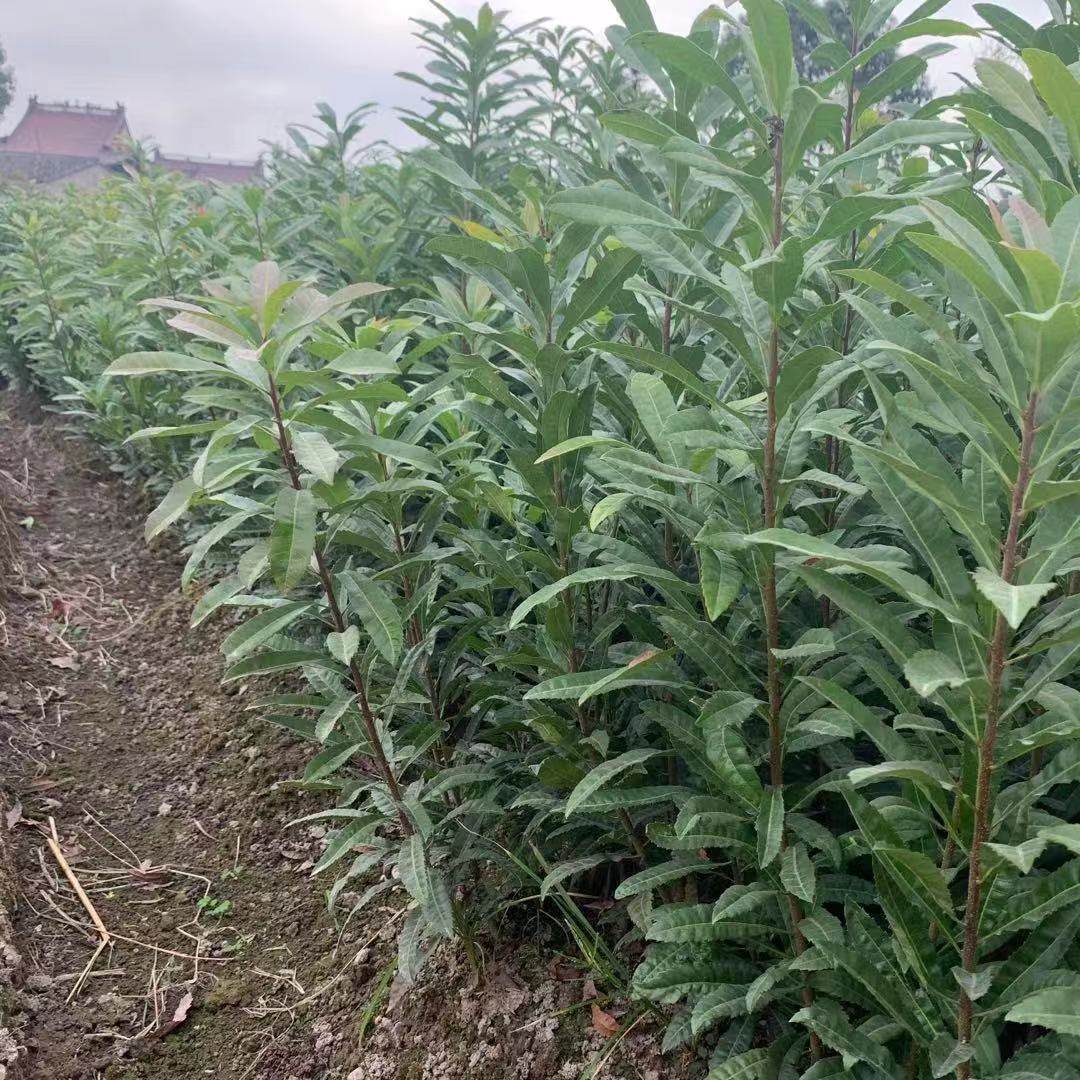 杨梅实生苗100颗价格没有嫁接的野苗适合嫁接用绿化种植拆迁赔偿