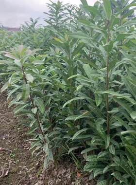 杨梅实生苗100颗价格没有嫁接的野苗适合嫁接用绿化种植拆迁赔偿