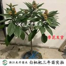 枇杷树大树白沙白荔枝品种浙江正宗嫁接苗庭院盆栽种植白枇杷果苗