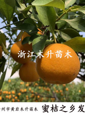 浙江早熟品种涌泉蜜桔红美人柑橘
