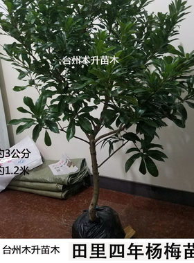 东魁仙居杨梅黑炭庭院种植果树苗