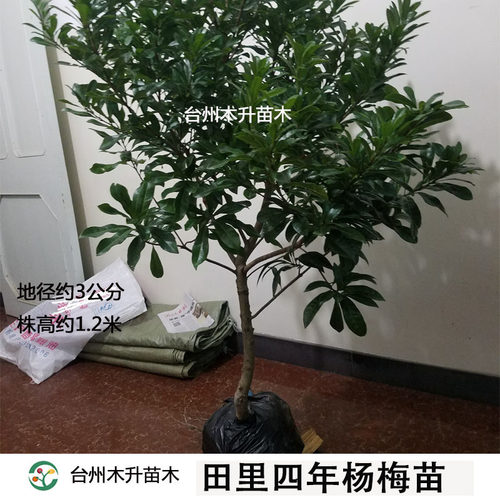 东魁仙居杨梅黑炭庭院种植果树苗