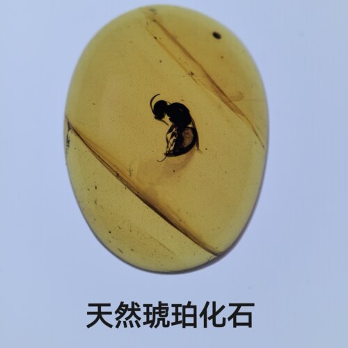 原矿琥珀动物化石天然虫珀科普素材收藏品远古飞虫爬虫 1-3克