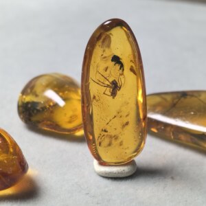 逸珀天然原矿虫珀琥珀化石昆虫标本灵珀教学收藏风景花珀孤品