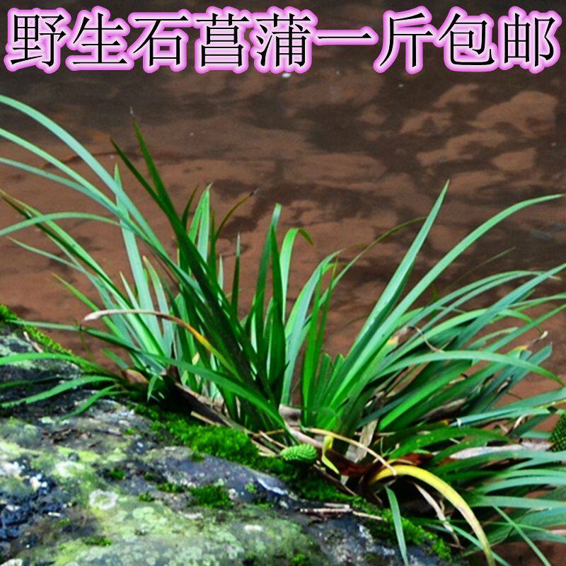 野生石菖蒲中药材水草水培盆栽