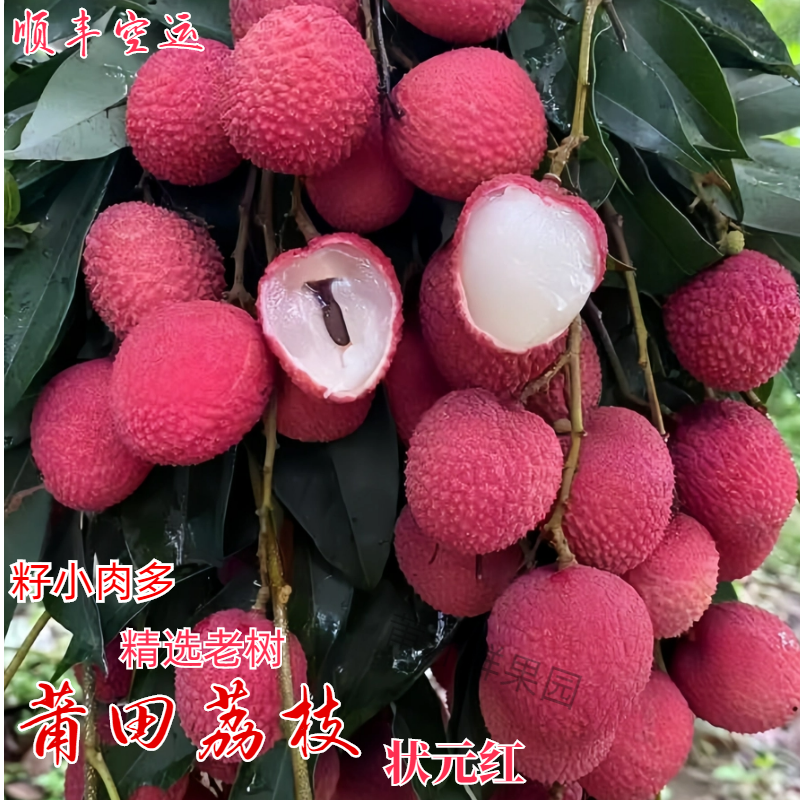 莆田荔枝新鲜状元红礼盒装籽小肉多应季水果现摘现发顺丰空运包邮