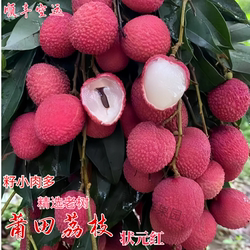 莆田荔枝新鲜状元红礼盒装籽小肉多应季水果现摘现发顺丰空运包邮