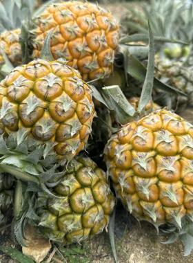 中山神湾菠萝新鲜水果净重5斤/箱包邮产地直发小菠萝凤梨香甜可囗