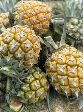 中山神湾菠萝新鲜水果净重5斤/箱包邮产地直发小菠萝凤梨香甜可囗