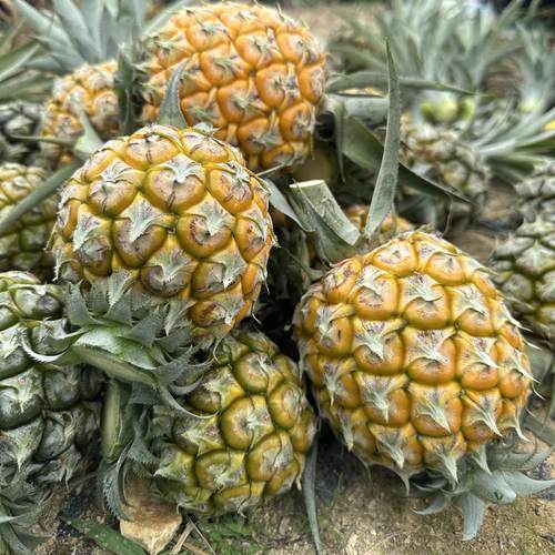 中山神湾菠萝新鲜水果净重5斤/箱包邮产地直发小菠萝凤梨香甜可囗