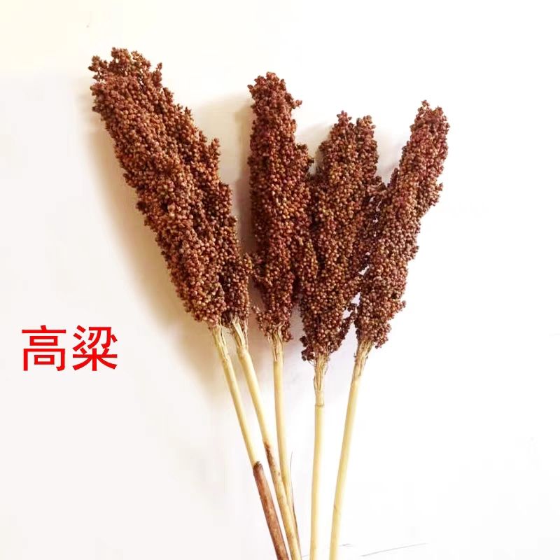 新鲜天然红高粱穗 带皮带帽红高粱带穗包邮 整株高粱穗 鸟粮鼠粮