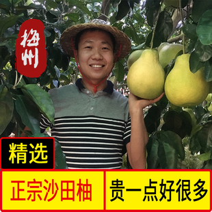精选大果梅州沙田柚子正宗梅县金柚客家特产当季特价水果大果广东
