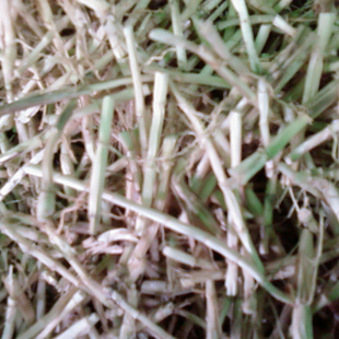 黄茅根白茅根黄丝茅根中草药凉茶野生茅草精选中药新货干品500克