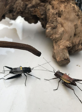 仿真泥塑昆虫模型蛐蛐蝈蝈书房