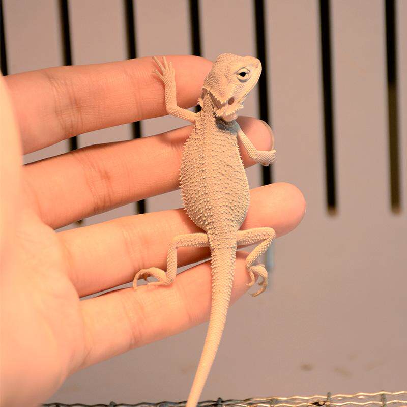 鬃狮蜥蜴幼体儿童学生宠物幼苗温顺可爱不咬人超白鬃狮蜥苗子