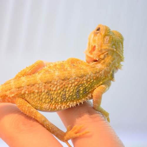 鬃狮蜥幼体入门级活宠物幼苗