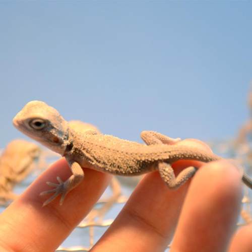 鱼缸造景小摆件仿真爬宠蜥蜴