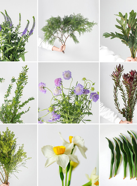 花道插花配花鲜花 主枝副枝客枝 花材绿植叶片 花艺材料