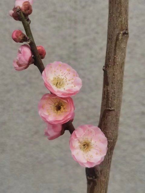 原生别角晚水梅花小盆景盆栽造型桩子