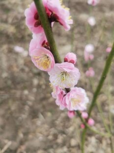 千叶红梅花原生宫粉品种，盆栽盆景造型苗，优良品种