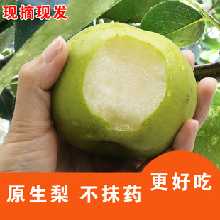 当季 翠玉梨 大沙河梨 不打农药不抹药 新鲜梨 脆甜爆汁现摘梨子